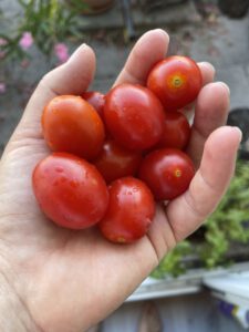 OTANI WELLNESS_Food_Recipes_Organic_Bio
