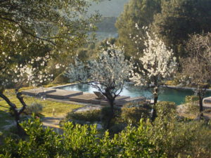 Almond Blossom at La Serranía
